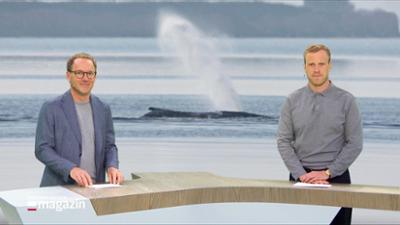 Schleswig-Holstein Magazin