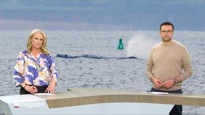 Schleswig-Holstein Magazin