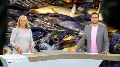 Schleswig-Holstein Magazin