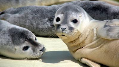 Seehund, Puma & Co.: Zurück in die Nordsee (S05/E40)