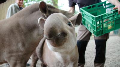 Seehund, Puma & Co.: Kur für die Tapire (S05/E23)