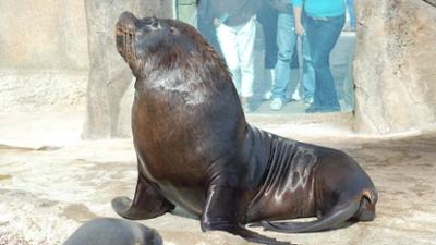 Seehund, Puma & Co.: Juckreiz (S05/E28)