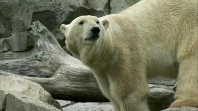 Seehund, Puma & Co.: Rein oder raus (122)