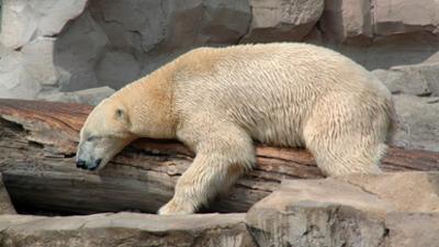 Seehund, Puma & Co.: Walk on (S05/E14)