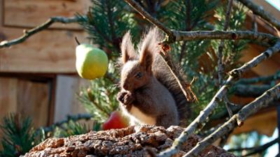 Seehund, Puma & Co.: Gourmet-Hörnchen (S05/E34)