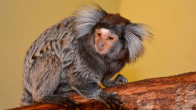 Seehund, Puma & Co.: Eier rollen (S06/E10)