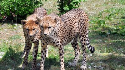 Seehund, Puma & Co.: Wiedersehen macht Freude (S05/E36)