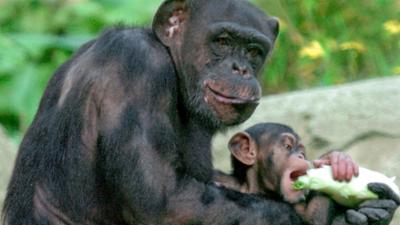 Seehund, Puma & Co.: Häuslebauer (129)