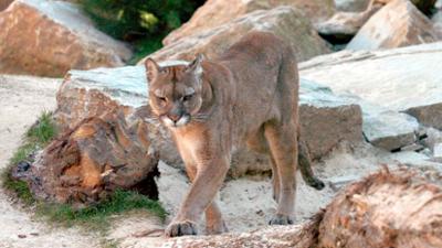 Seehund, Puma & Co.: Reisevorbereitungen (S05/E38)