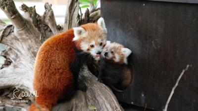 Seelöwe & Co. - tierisch beliebt: Best of: Tierbaby-News (1/2)