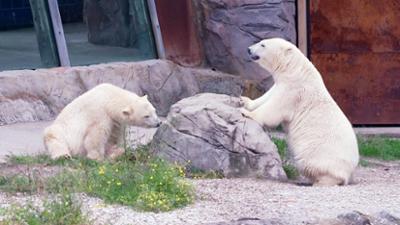 Seelöwe & Co. - tierisch beliebt: Eine bärige Überraschung (25)