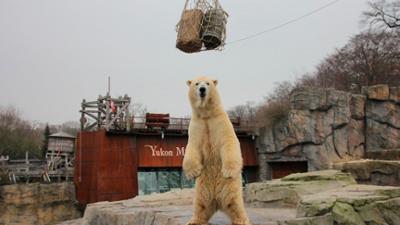 Seelöwe & Co. - tierisch beliebt: Ein Riesenbär in der Schmollecke (26)