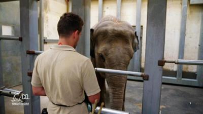 Seelöwe & Co. - tierisch beliebt: Blutprobe in XXL (27)