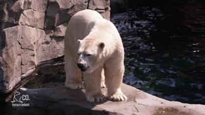 Seelöwe & Co. - tierisch beliebt: Großeinsatz für Eisbärin Vera im OP-Saal (23)