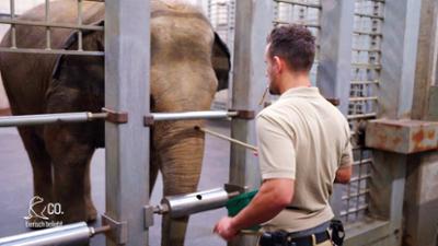 Seelöwe & Co. - tierisch beliebt: Verlockender Nasenkitzel für die Raubkatzen (34)