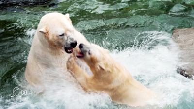 Seelöwe & Co. - tierisch beliebt: Ein Bärchen-Pärchen genießt seine Zweisamkeit