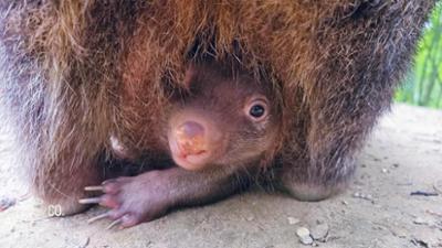 Seelöwe & Co. - tierisch beliebt: Ein süßes Wombat-Geheimnis (31)