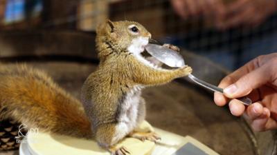 Seelöwe & Co. - tierisch beliebt: Tiger auf Tuchfühlung