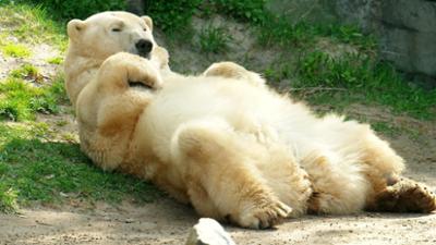 Seelöwe & Co. - tierisch beliebt: Freche Langnasen und coole Riesen