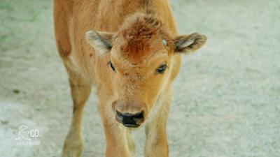Seelöwe & Co. - tierisch beliebt: Familientreffen im Bison-Gehege (13)