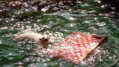 Seelöwe & Co. - tierisch beliebt: Tauchen bei Eisbären und Elefanten (15)