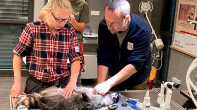 Seelöwe & Co. - tierisch beliebt: Waschbären im Widerstand (16)
