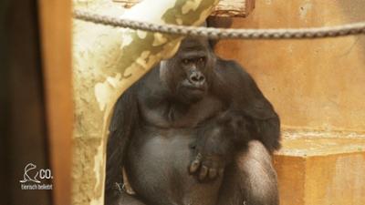 Seelöwe & Co. - tierisch beliebt: Gorillas an der Bar und vorsichtige Giraffen (43)