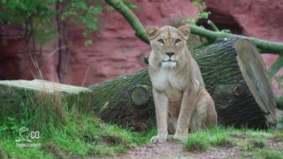 Seelöwe & Co. - tierisch beliebt: Eine Löwin sorgt für großen Trubel (17)