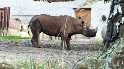 Seelöwe & Co. - tierisch beliebt: Abschied eines Schwergewichts (44)