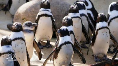 Seelöwe & Co. - tierisch beliebt: Pinguine im Futterrausch (18)