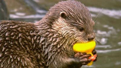 Spürnase, Fährtensau & Co: Otter Otto geht baden (12)