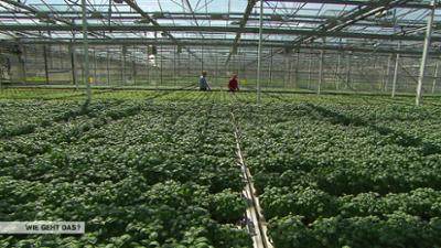 Wie geht das?: Imperium der Küchenkräuter