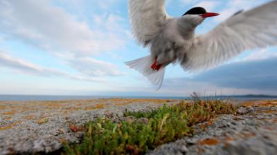 Wilde Ostsee: Von Finnland bis Schweden