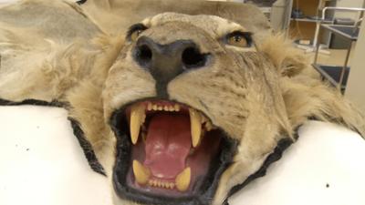 Border Patrol Neuseeland: Staffel 8, Folge 8: Kaffeepause mit Hindernissen