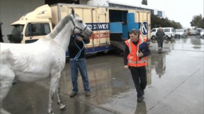 Border Patrol Neuseeland: Staffel 5, Folge 10: Die barfüßige Elfe