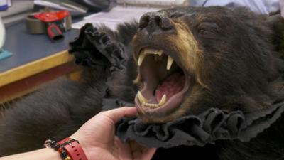 Border Patrol Neuseeland: Staffel 8, Folge 3: Morphium im Schritt