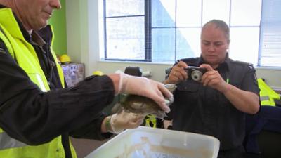 Border Patrol Neuseeland: Staffel 7, Folge 4: Schildkröten an Bord