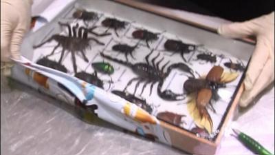 Border Patrol Neuseeland: Staffel 5, Folge 9: Jagdfieber am Flughafen