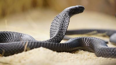 Die tödlichsten Schlangen der Welt: Folge 1: Indopazifik