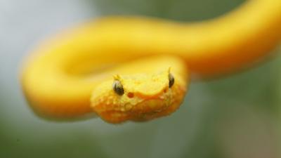 Die tödlichsten Schlangen der Welt: Folge 3: Amerika