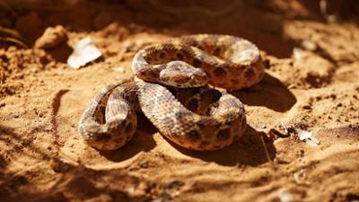 Die tödlichsten Schlangen der Welt: Folge 2: Afrika