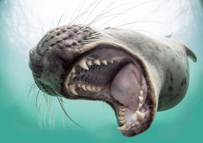 Lost Places: Staffel 1, Folge 6: Rätsel um Roanoke