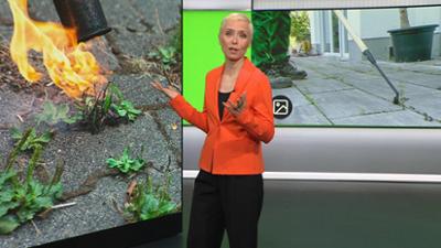 ntv Service: Folge 85: Thema u.a.: Hilfsmittel gegen Unkraut