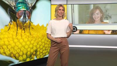 ntv Service: Folge 88: Thema u.a.: Lästige Fliegen aus der Wohnung verjagen