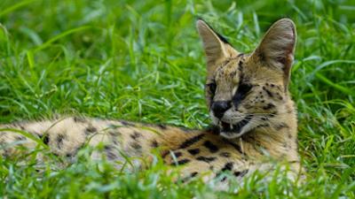 Raubkatzen - Meister der Geschwindigkeit
