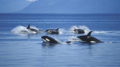 Tierische Killer: Staffel 1, Folge 6: Tödliche Taktiken