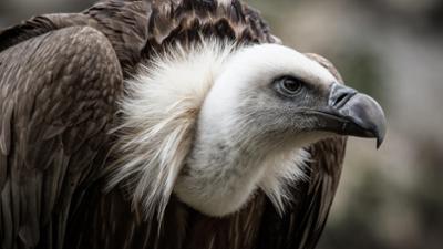 Tierische Killer: Staffel 1, Folge 5: Tödliche Werkzeuge
