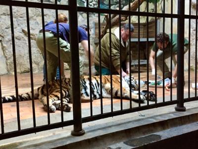 Tiertransporte XXL: Staffel 1, Folge 6: Löwen