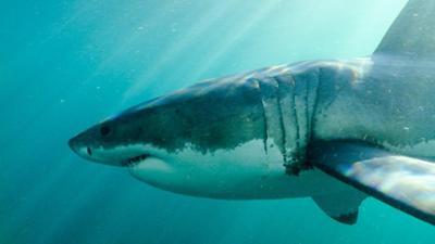 Tödliches Afrika: Folge 2: Meere