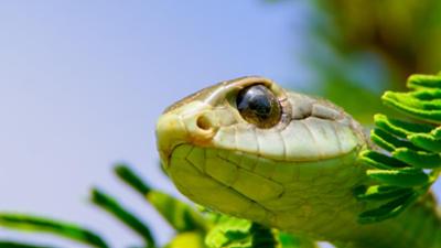 Tödliches Afrika: Folge 1: Sümpfe